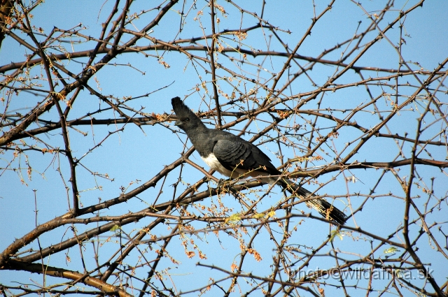 DSC_0053.JPG - White-bellied Go-away-bird (Corythaixoides leucogaster)