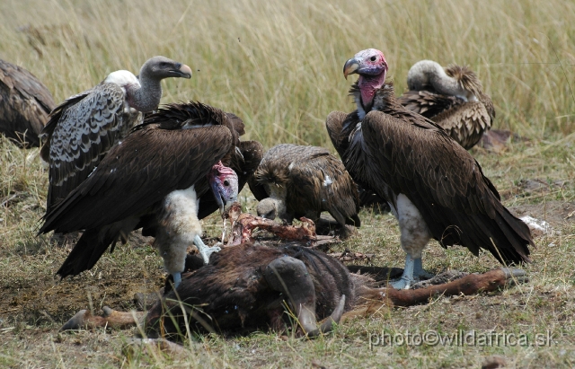 DSC_03125.JPG - Lappet-faced Vultures dominated the scene