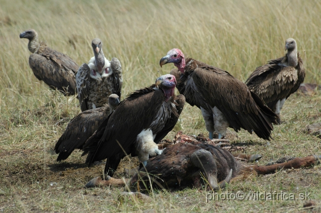 DSC_0317.JPG - Two Lappet-faced Vultures near prey, than one Ruppell's and two White-backed vultures