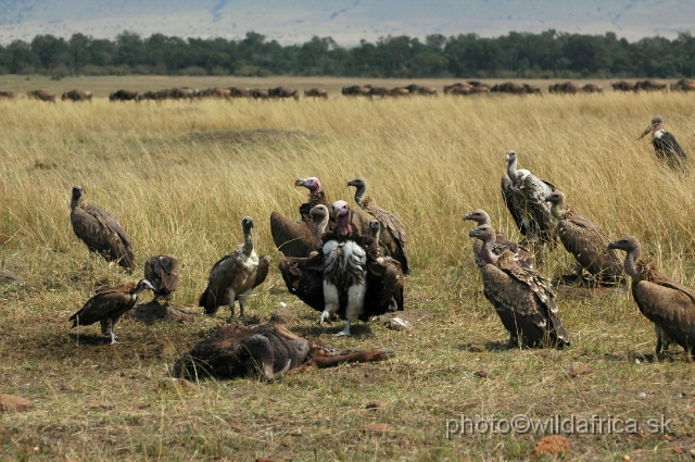 DSC_032229.JPG - Four species of African vultures