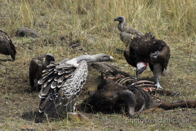 _DSC0377.JPG - Ruppell's and Lappet-faced Vultures struggling for the prey, the White-backed vulture is in the background patiently waiting