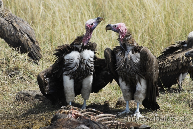 _DSC0395.JPG - Lappet-faced Vulture (Torgos tracheliotus)