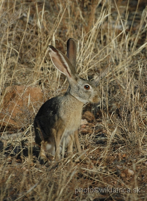 DSC_0031.JPG - Scrub Hare (Lepus saxatilis)