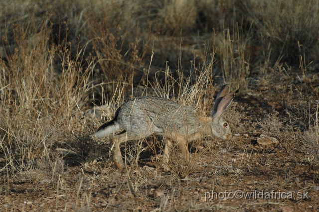 DSC_0033.JPG - Scrub Hare (Lepus saxatilis)