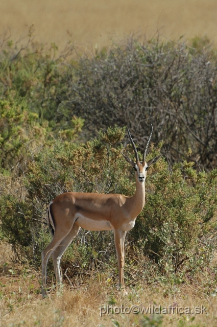 DSC_0037.JPG - North Kenyan race of Grant's Gazelle (Nanger granti raineyi)