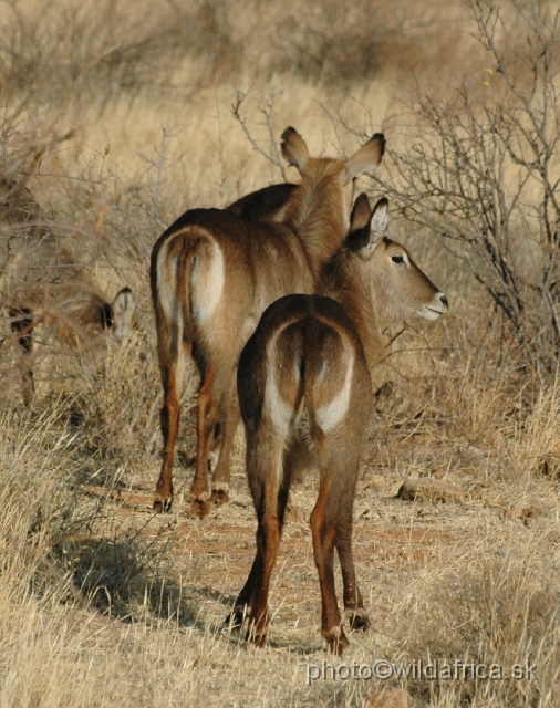 DSC_0042.JPG - The population of waterbucks here should be a naturally hybridized between defassa and ellpsiprymnus subspecies. The pattern of white rump seems intermedial.