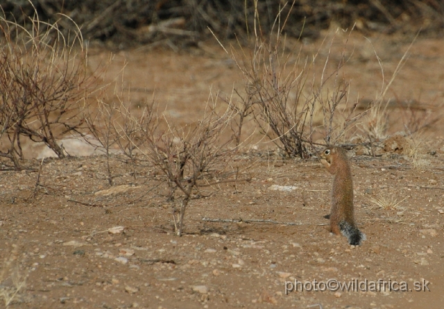 DSC_005n6.JPG - Unstriped Ground Squirrel (Xerus rutilus)