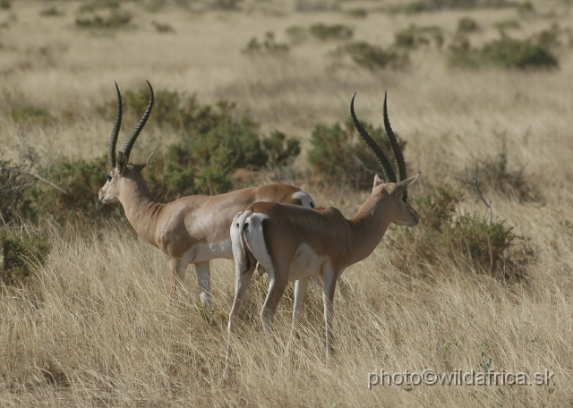 DSC_0090.JPG - North Kenyan race of Grant's Gazelle (Nanger granti raineyi)