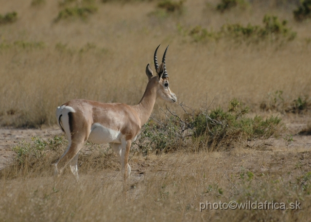 DSC_0091.JPG - North Kenyan race of Grant's Gazelle (Nanger granti raineyi)