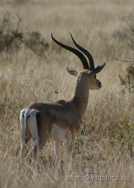 DSC_0094.JPG - North Kenyan race of Grant's Gazelle (Nanger granti raineyi)