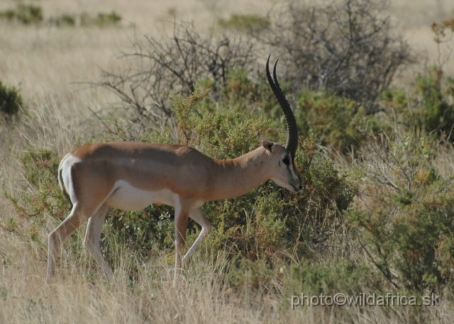 DSC_0097.JPG - North Kenyan race of Grant's Gazelle (Nanger granti raineyi)