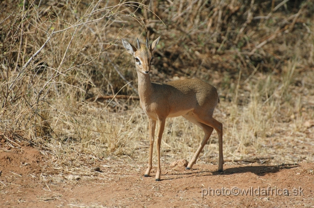 DSC_0235.JPG - Kirk's Dikdik (Madoqua kirkii)