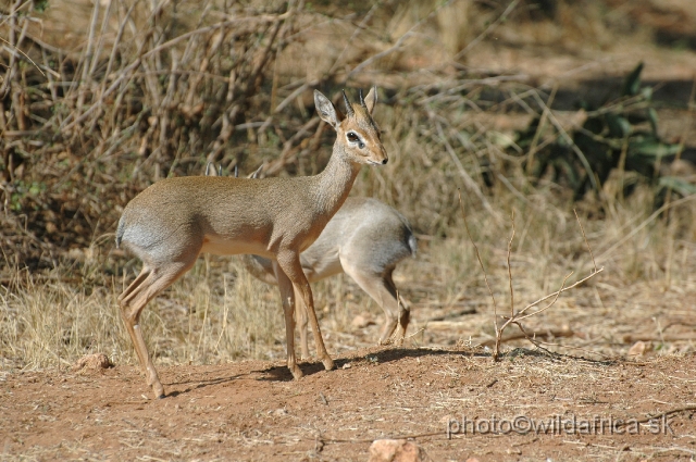 DSC_0259.JPG - Kirk's Dikdik (Madoqua kirkii)