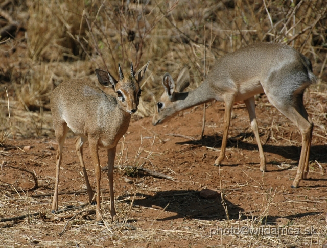 DSC_0276.JPG - Kirk's Dikdik (Madoqua kirkii)