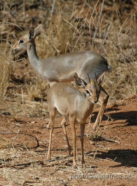 DSC_0278.JPG - Kirk's Dikdik (Madoqua kirkii)