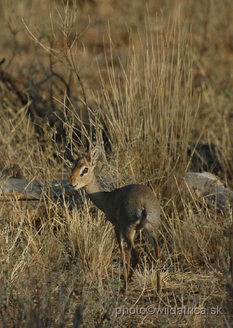 DSC_0309.JPG - Kirk's Dikdik (Madoqua kirkii)