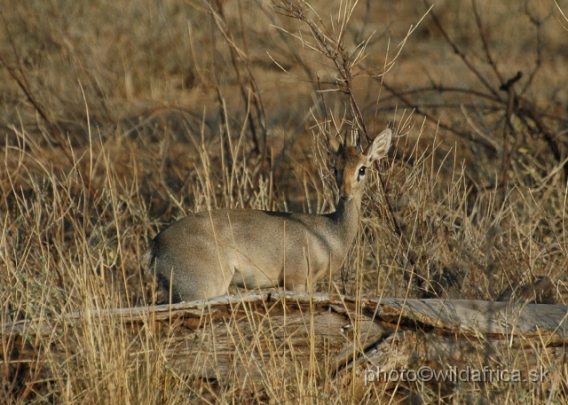 DSC_0315.JPG - Kirk's Dikdik (Madoqua kirkii)