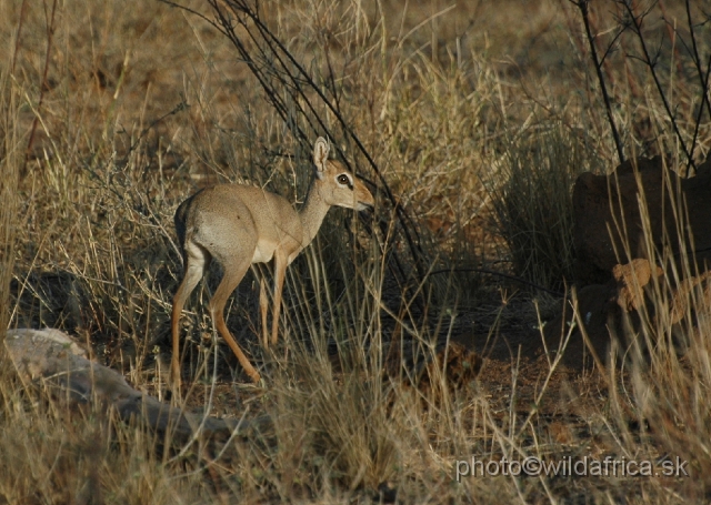 DSC_0318.JPG - Kirk's Dikdik (Madoqua kirkii)