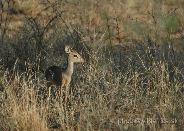 DSC_0319.JPG - Kirk's Dikdik (Madoqua kirkii)