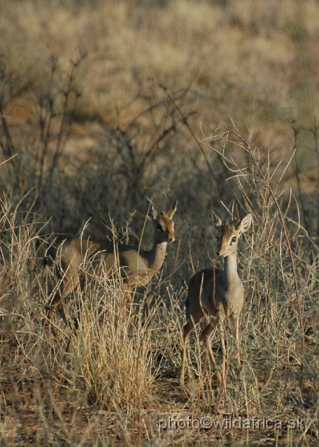 DSC_0326.JPG - Kirk's Dikdik (Madoqua kirkii)