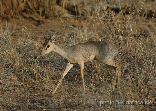 DSC_0335.JPG - Kirk's Dikdik (Madoqua kirkii)