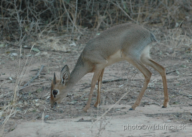 DSC_0416.JPG - Kirk's Dikdik (Madoqua kirkii)