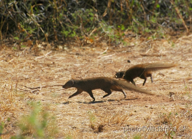 DSC_0486.JPG - Slender Mongoose (Herpestes sanguinea ochracea)