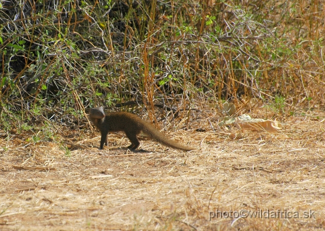 DSC_0490.JPG - Slender Mongoose (Herpestes sanguinea ochracea)