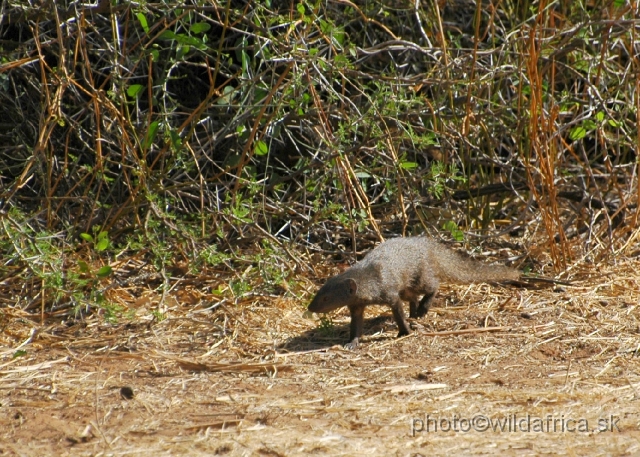 DSC_0493.JPG - Slender Mongoose (Herpestes sanguinea ochracea)