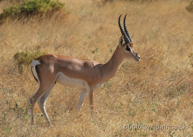 DSC_0515.JPG - North Kenyan race of Grant's Gazelle (Nanger granti raineyi)