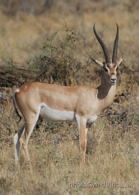 DSC_0520.JPG - North Kenyan race of Grant's Gazelle (Nanger granti raineyi)