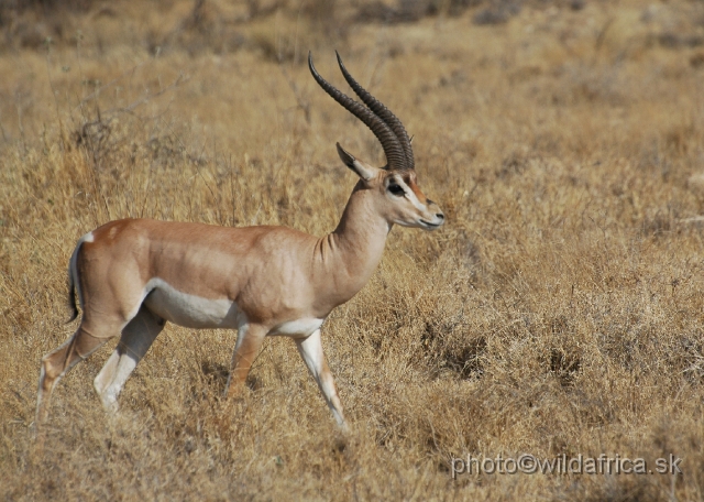 DSC_0526.JPG - North Kenyan race of Grant's Gazelle (Nanger granti raineyi)