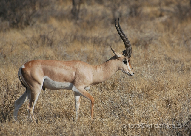 DSC_0529.JPG - North Kenyan race of Grant's Gazelle (Nanger granti raineyi)