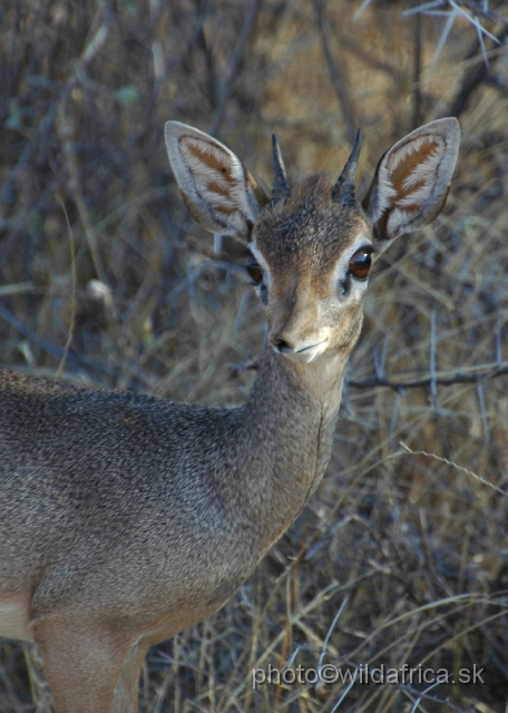 DSC_0536.JPG - Kirk's Dikdik (Madoqua kirkii)