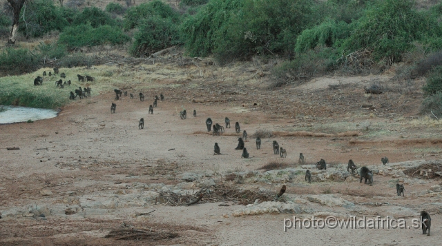 DSC_0617.JPG - The huge group of Olive baboons (Papio anubis)