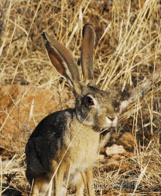 _DSC001557.JPG - Scrub Hare (Lepus saxatilis)