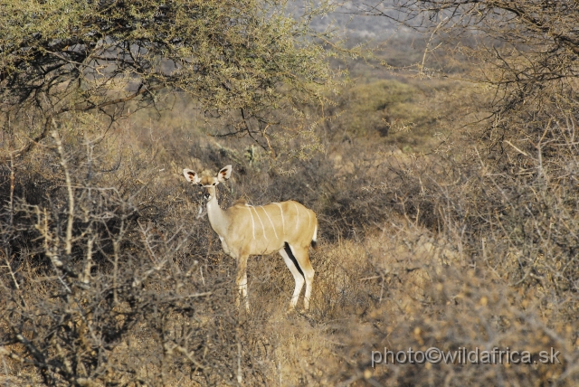 _DSC005512.JPG - We did not expected to see the greater kudu here.