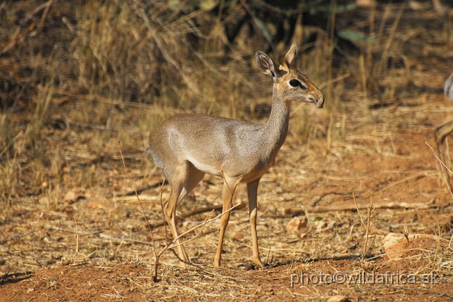 _DSC0284.JPG - Kirk's Dikdik (Madoqua kirkii), some specimens can be also the intermedial or natural hybrids between kirkii and guentheri.