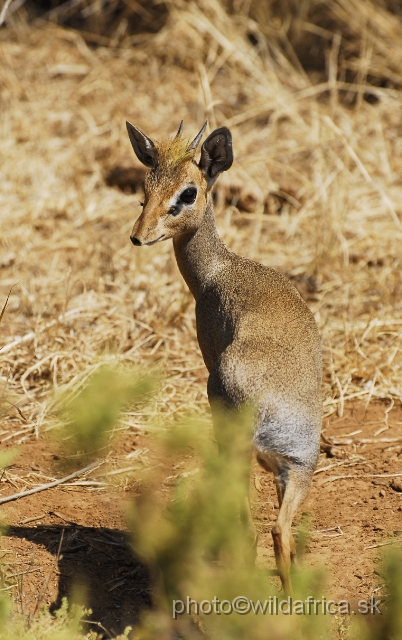 _DSC0522.JPG - Kirk's Dikdik (Madoqua kirkii)