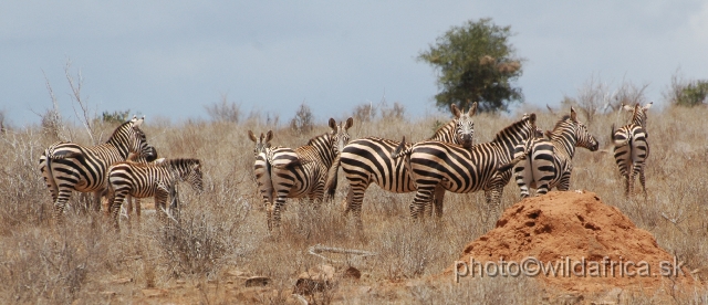 DSC_0142-1.JPG - Plains Zebras of Tsavo presents almost "maneless" forms.