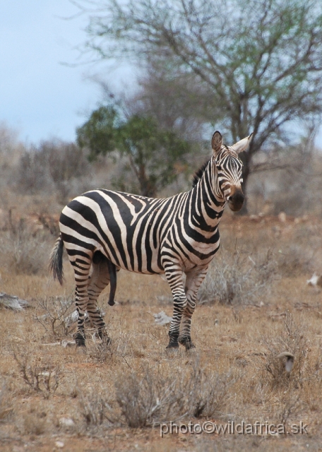 DSC_0147-1.JPG - Plains Zebras of Tsavo presents almost "maneless" forms.