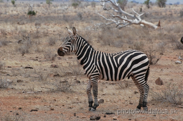 DSC_0150-1.JPG - Plains Zebras of Tsavo presents almost "maneless" forms.