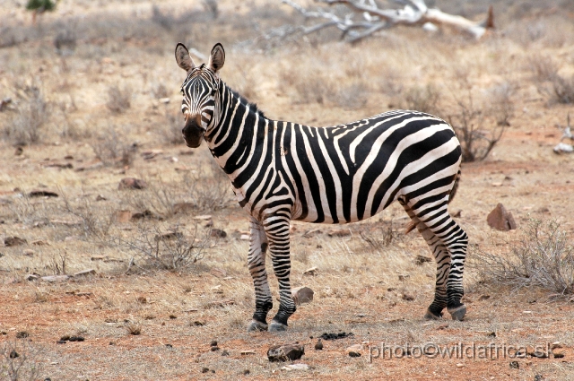 DSC_0154.JPG - Plains Zebras of Tsavo presents almost "maneless" forms.