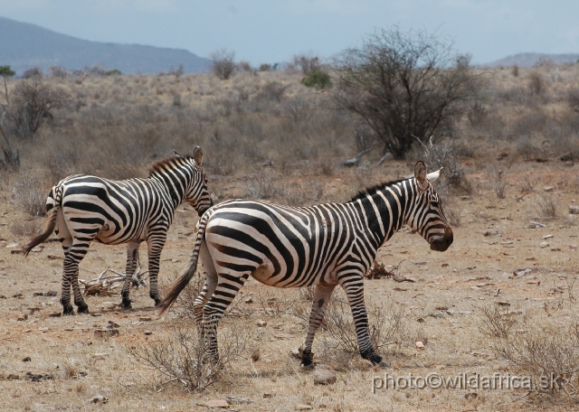 DSC_0155-1.JPG - Plains Zebras of Tsavo presents almost "maneless" forms.