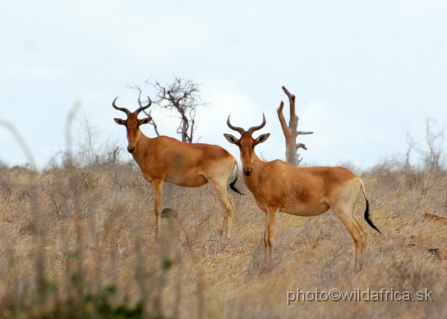 DSC_0177.JPG - Kongoni (Alcelaphus buselaphus cokei)