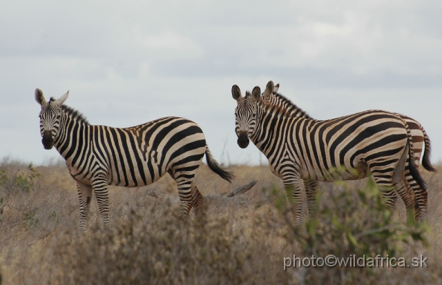 DSC_0180-1.JPG - Plains Zebras of Tsavo represent almost "maneless" forms.