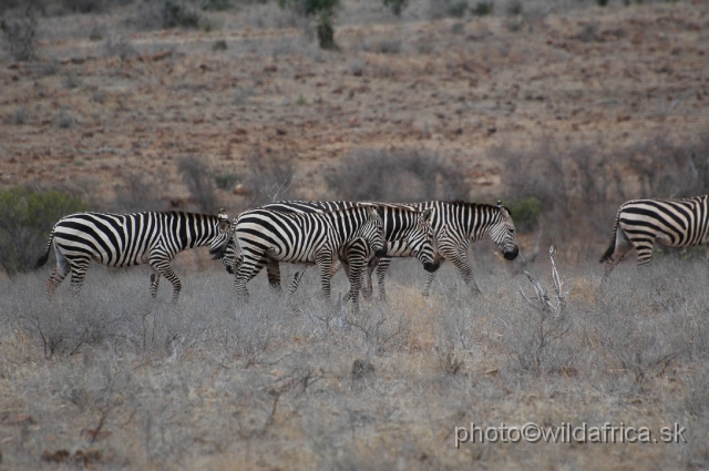 DSC_0184.JPG - Plains Zebras of Tsavo represent almost "maneless" forms.