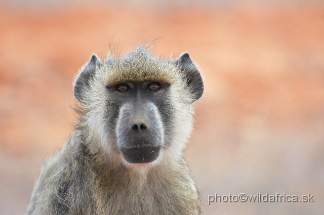 DSC_0197.JPG - Yellow Baboon (Papio cynocephalus ibeanus)