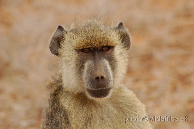 DSC_0207.JPG - Yellow Baboon (Papio cynocephalus ibeanus)