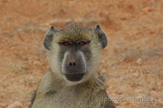 DSC_0209-1.JPG - Yellow Baboon (Papio cynocephalus ibeanus)